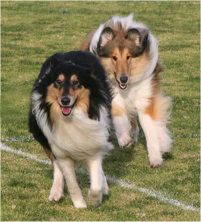 IMAGE: http://i4.photobucket.com/albums/y143/reillycollie/upload2.jpg