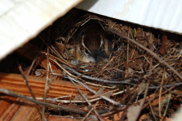 wren nesting in the fatwood box