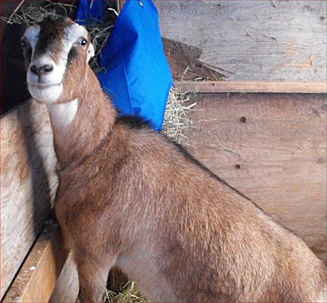 Happy, excited and a little nervous! - Goats