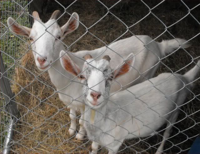 Well, I've joined the crowd - Goats