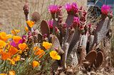 th_Prickly-Pear-and-Poppies.jpg