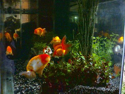goldfish planted tank. planted goldfish tank.