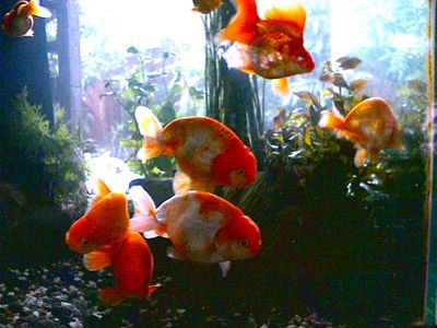 Ranchu Tank