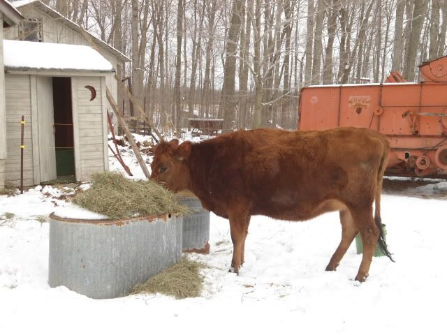 Jackson MI - Bred Jersey Heifers - Cattle