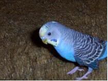 Parakeet World