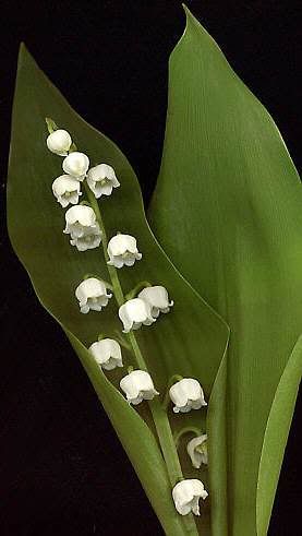 [Image: muguet.jpg]