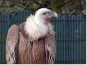 [Image: vautour.jpg]
