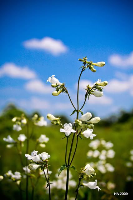 IMAGE: http://i4.photobucket.com/albums/y146/JordysMom/IMG_3294-2.jpg