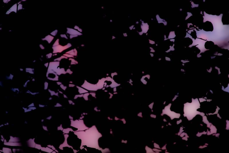 IMAGE: http://i4.photobucket.com/albums/y146/JordysMom/_MG_4862.jpg