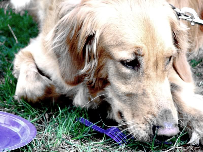 IMAGE: http://i4.photobucket.com/albums/y146/JordysMom/petie2.jpg