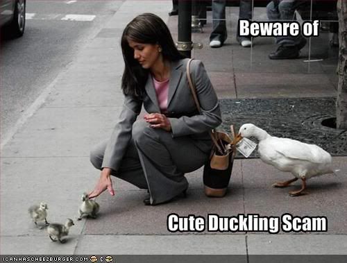 cute duck scam! Pictures, Images and Photos