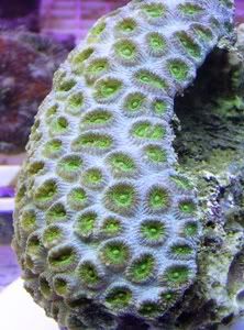 coral004.jpg