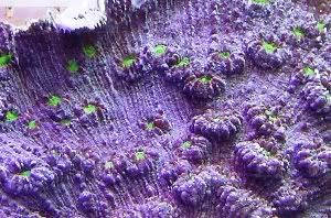 purplegreenechino.jpg