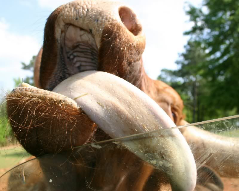 IMAGE: http://i4.photobucket.com/albums/y146/jemmind/callawayWild024e2.jpg