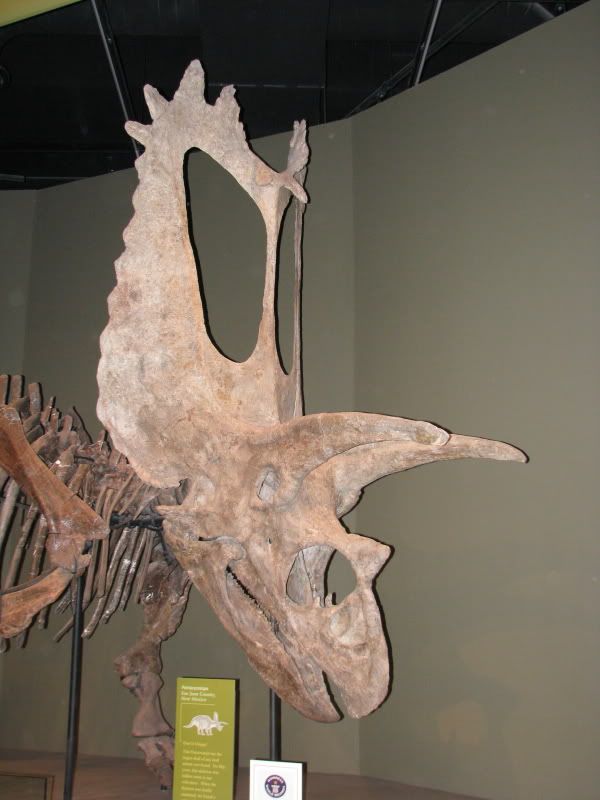 Pentaceratops at the Oklahoma Museum of Natural History