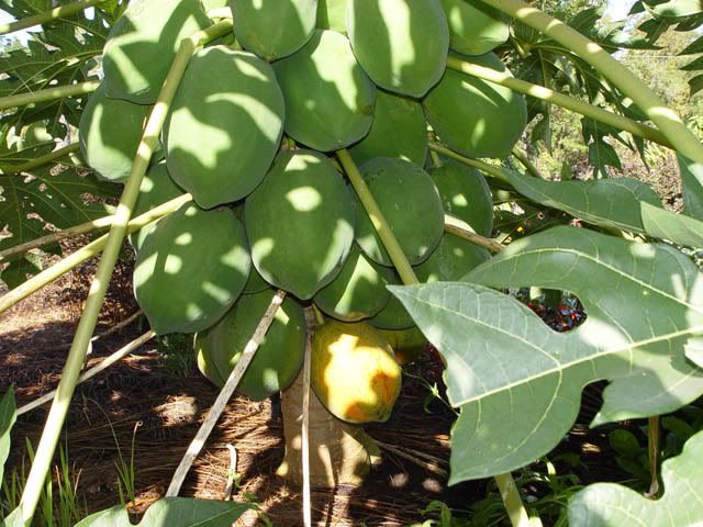 red_lady_papaya_fruit.jpg