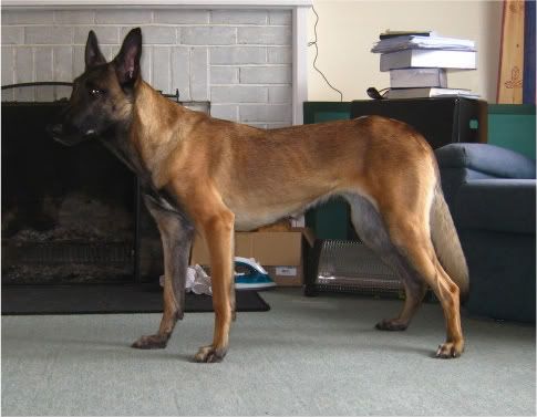 Puppygaitanalysisaug2010003-1.jpg