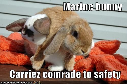funny-pictures-marine-bunny.jpg