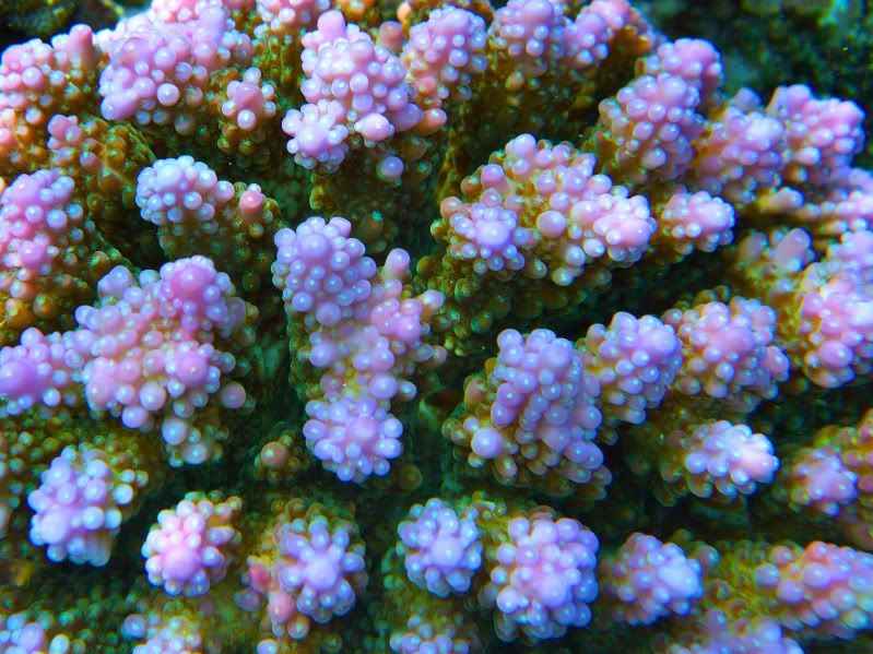 CoralMacro1.jpg