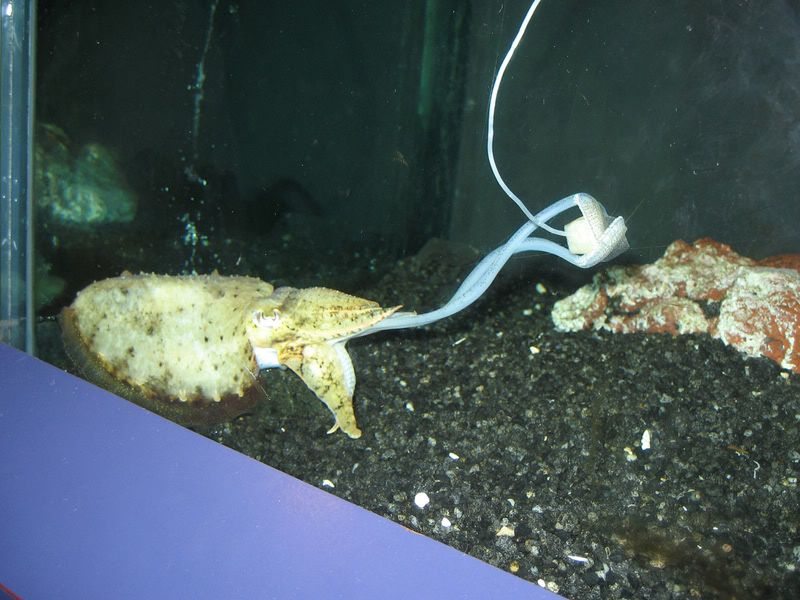 cuttlefishfeeding-visitorphoto.jpg
