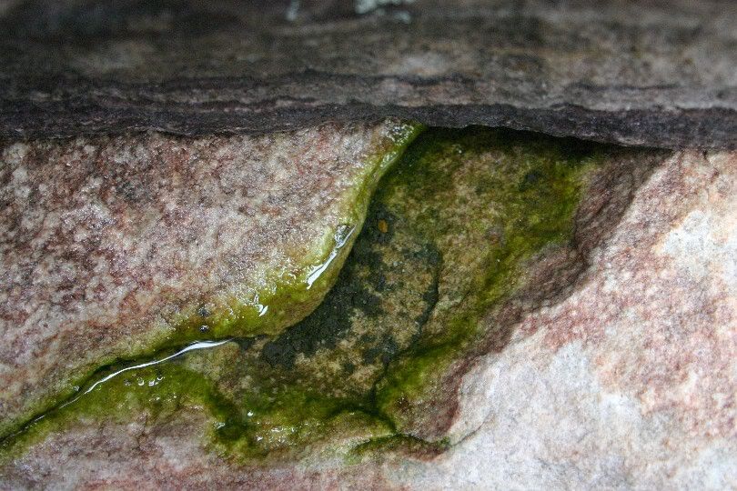 A little moss in water never made a bad photo