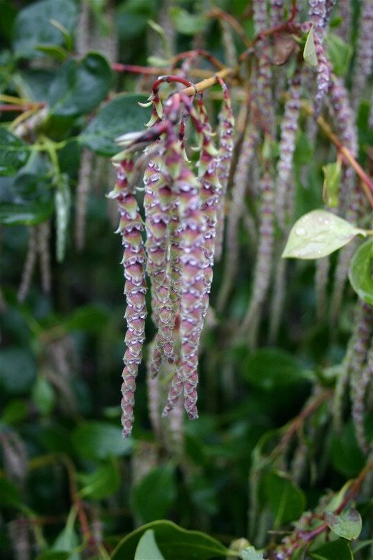 Pretty little flowers hanging down.