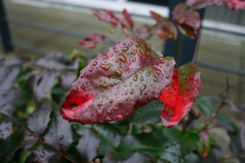 Water on a leaf