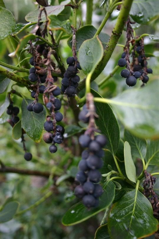 Small berries on a plant.  Wonder if they're edible?