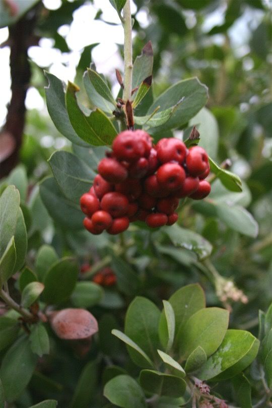 Red berries.  I'm almost sure these ones are not edible