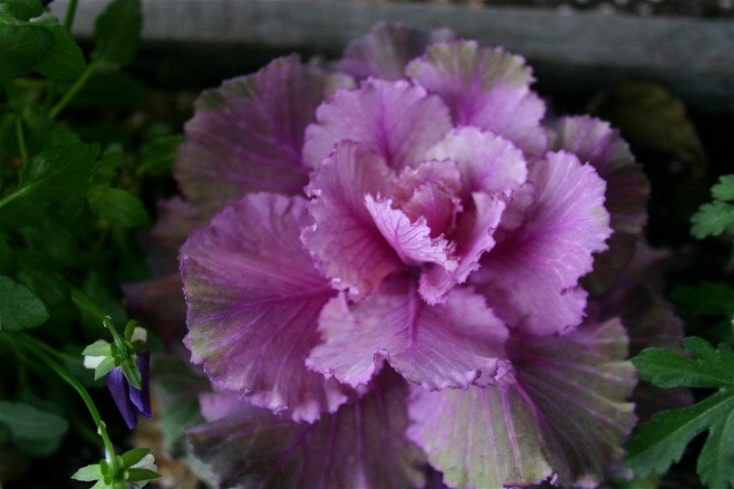 Purple cabbage.  I liked the way it looked among the miniature pansies.