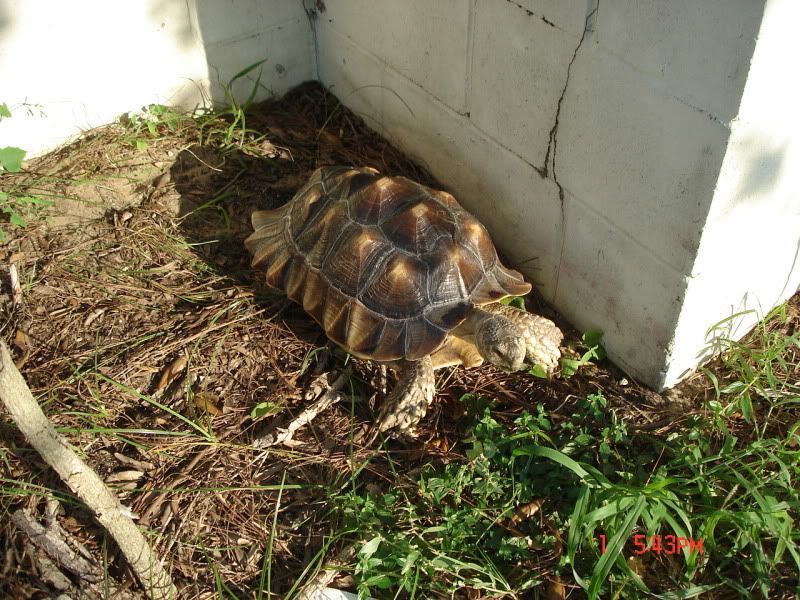 Picture Of A Male African Spur Tortoises Penis 94