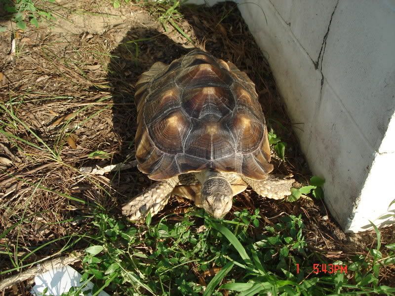Picture Of A Male African Spur Tortoises Penis 55
