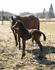 Biscaya060426sidaliten.jpg