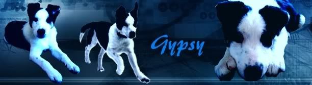 Gypsy.jpg