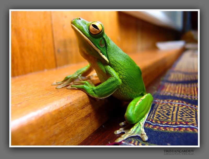 IMAGE: http://i4.photobucket.com/albums/y149/Tristan88/FrogWeb.jpg