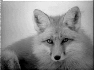fox-1.jpg