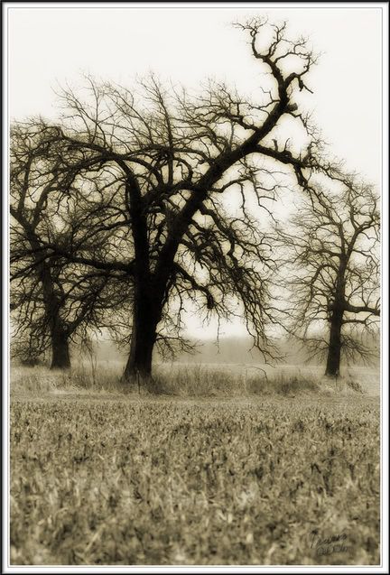 IMAGE: http://i4.photobucket.com/albums/y150/LX200/Landscape/Webclimaxtrees2006.jpg