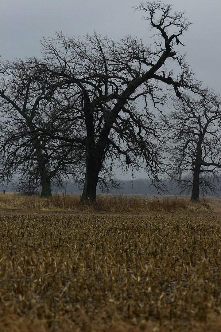 IMAGE: http://i4.photobucket.com/albums/y150/LX200/Landscape/Webclimaxtrees2006original.jpg