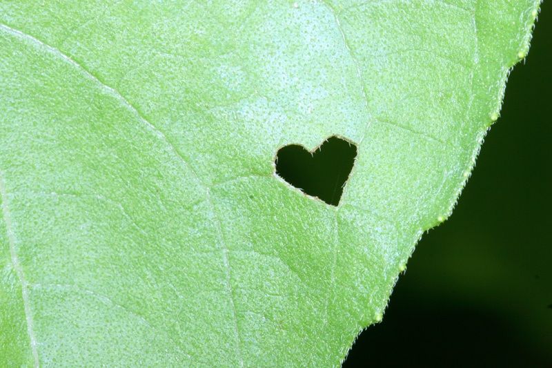 IMAGE: http://i4.photobucket.com/albums/y150/LX200/Macro/IMG_6056.jpg