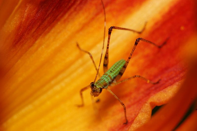 IMAGE: http://i4.photobucket.com/albums/y150/LX200/Macro/IMG_6069.jpg