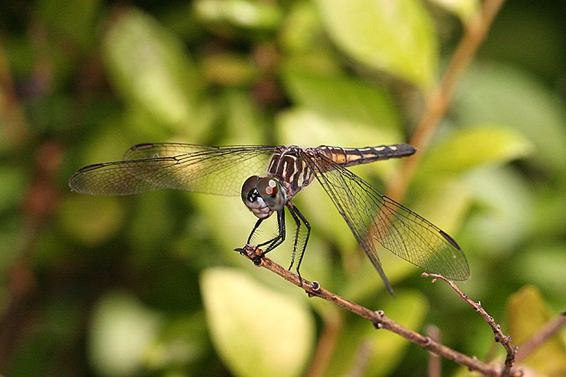 IMAGE: http://i4.photobucket.com/albums/y150/LX200/Macro/IMG_6910.jpg