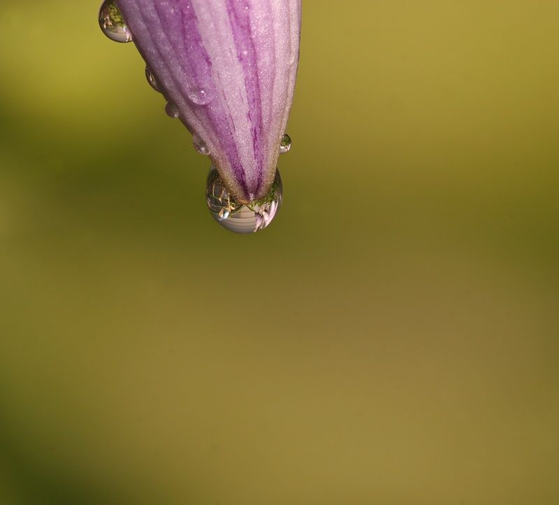 IMAGE: http://i4.photobucket.com/albums/y150/LX200/Macro/IMG_7197.jpg