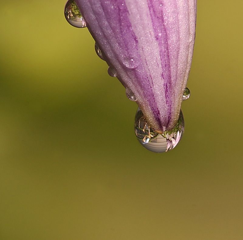 IMAGE: http://i4.photobucket.com/albums/y150/LX200/Macro/IMG_7197copy.jpg