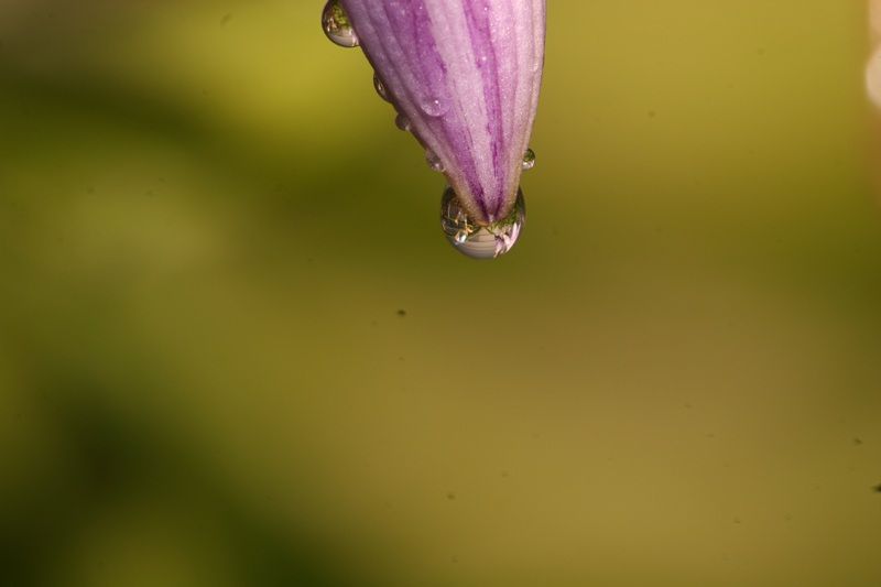 IMAGE: http://i4.photobucket.com/albums/y150/LX200/Macro/IMG_7197original.jpg