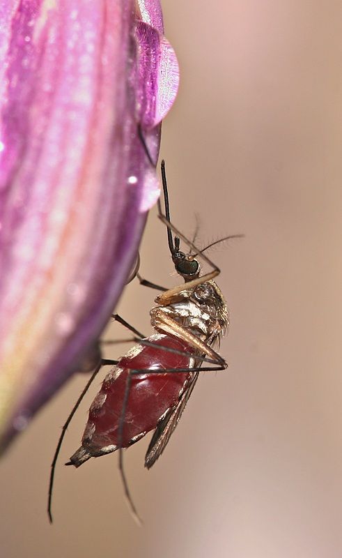 IMAGE: http://i4.photobucket.com/albums/y150/LX200/Macro/IMG_7213.jpg