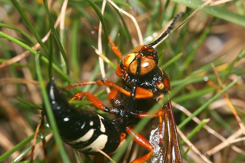 IMAGE: http://i4.photobucket.com/albums/y150/LX200/Macro/IMG_7445.jpg