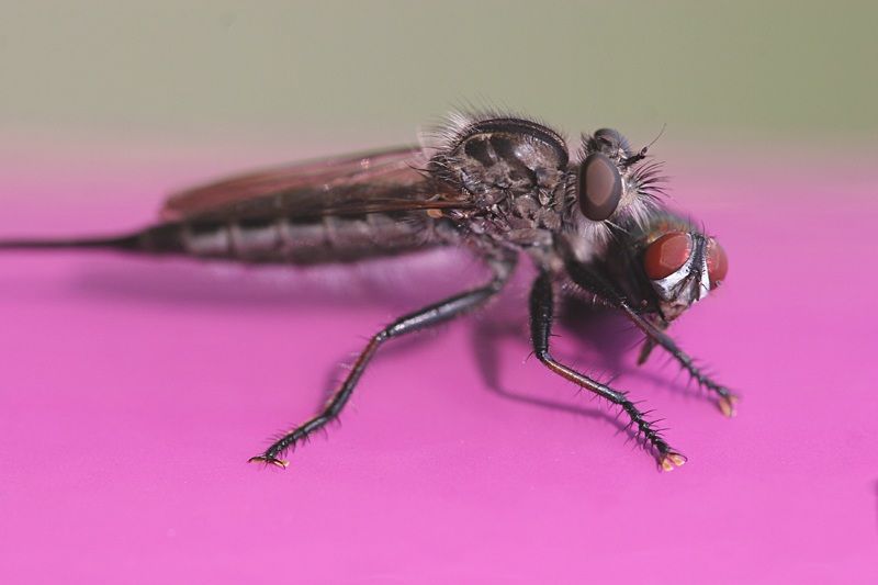 IMAGE: http://i4.photobucket.com/albums/y150/LX200/Macro/IMG_7901.jpg