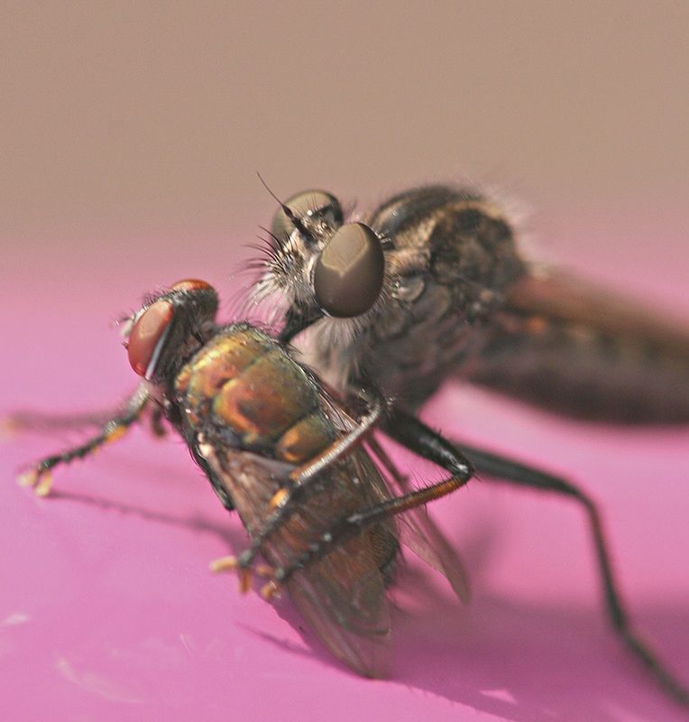 IMAGE: http://i4.photobucket.com/albums/y150/LX200/Macro/IMG_7904.jpg