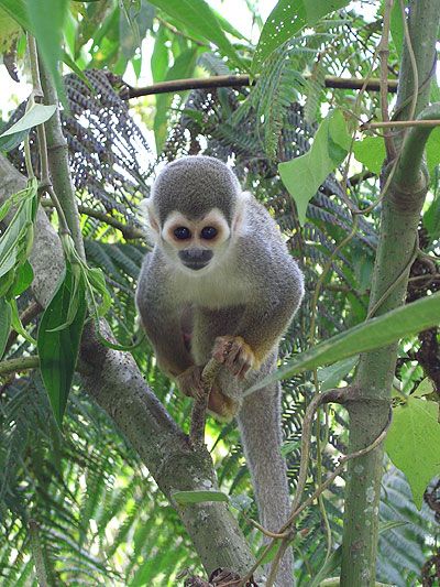 muchos como estos y un unico capuchino, chillando de arbol en arbol