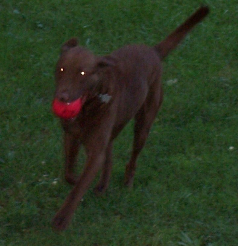 Java in hellion mode photo Java02.jpg